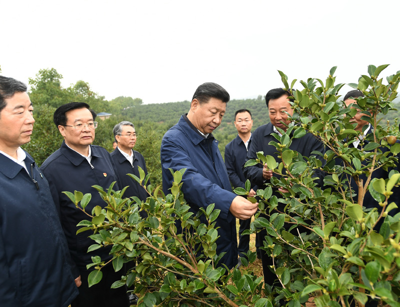 　　9月16日至18日，中共中央總書記、國家主席、中央軍委主席習近平在河南考察。這是17日上午，習近平來到信陽市光山縣槐店鄉(xiāng)司馬光油茶園，實地察看油茶樹種植和掛果情況。新華社記者 謝環(huán)馳 攝